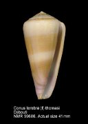 Conus terebra (f) thomasi